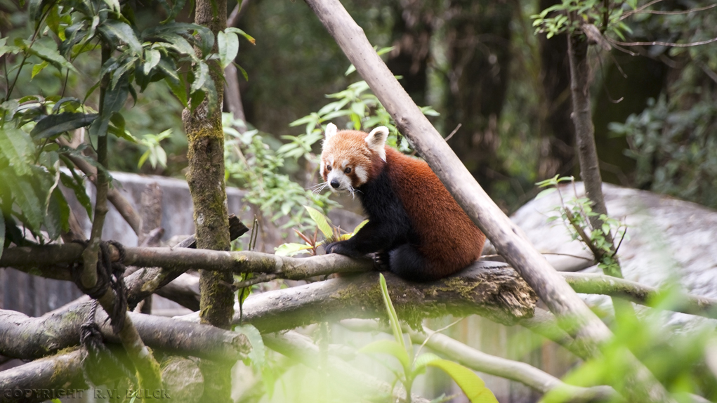 Red Panda, Darjeeling.   ©  R.V. Bulck